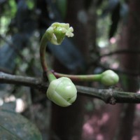 Garcinia xanthochymus Hook.f. ex T.Anderson